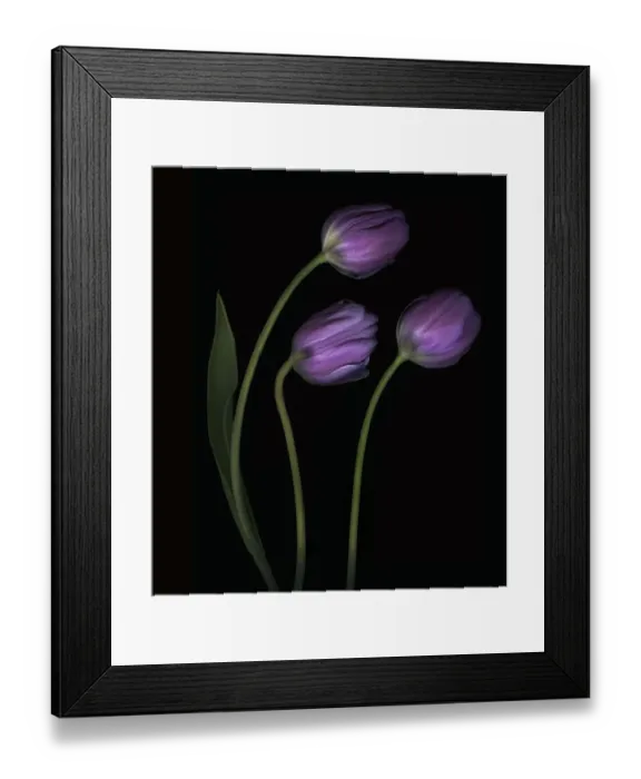 Framed Print : Purple Tulips (Tulipa)