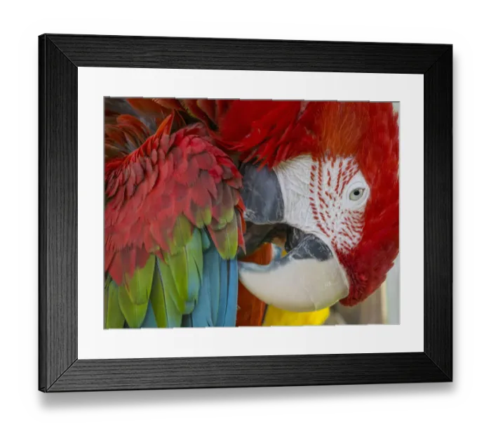 Framed Print : Preening Parrot Framed Print : Preening Parrot
