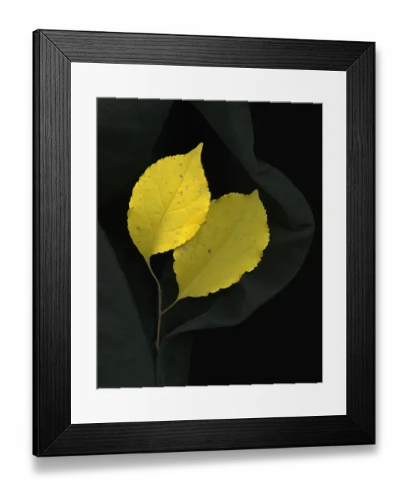 Framed Print : Yellow Leaves Framed Print : Yellow Leaves