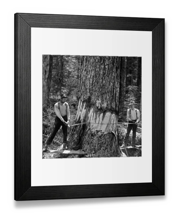 Framed Print : 521, black & white, caucasian, cutting, historical, industry, lumber, lumberjack Framed Print : 521, black & white, caucasian, cutting, historical, industry, lumber, lumberjack