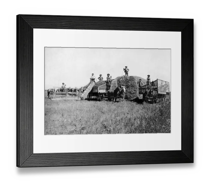 Framed Print : 521, adults, agriculture, animals, antique, black & white, caucasian, copy space