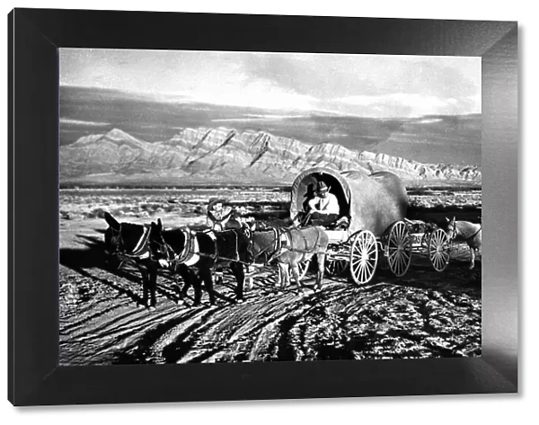 large group of animals, black & white, carriage, horse carriage, covered wagon, cowboy
