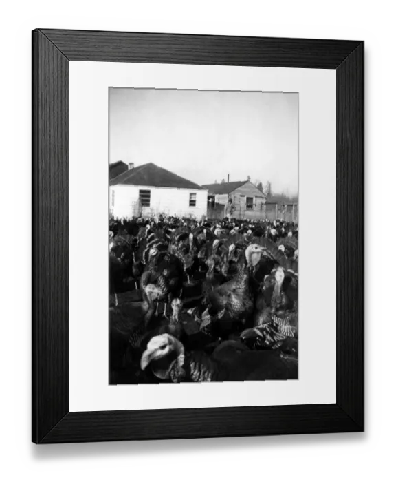 Framed Print : archival, birds, black & white, c, copy space, farm, farmer, historical, large group of animals Framed Print : archival, birds, black & white, c, copy space, farm, farmer, historical, large group of animals