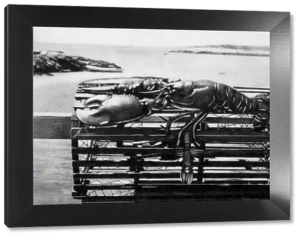 antique, archival, coast, delicacy, food, fresh, freshness, live, lobster, maine lobster