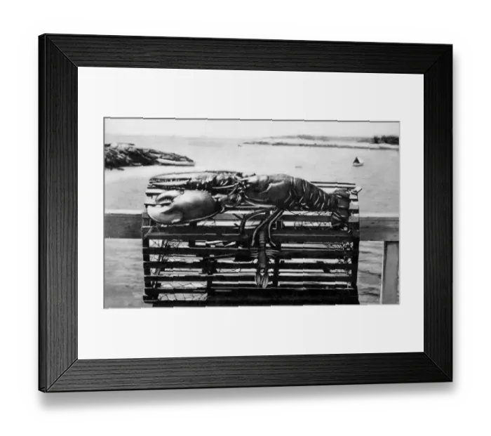 Framed Print : antique, archival, coast, delicacy, food, fresh, freshness, live, lobster, maine lobster Framed Print : antique, archival, coast, delicacy, food, fresh, freshness, live, lobster, maine lobster