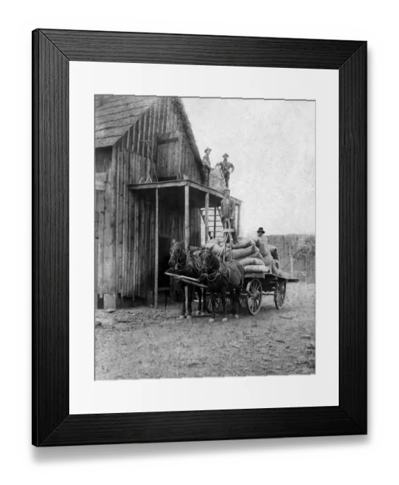 Framed Print : adults, agriculture, animals, architecture, barn, building, black & white, carriage Framed Print : adults, agriculture, animals, architecture, barn, building, black & white, carriage