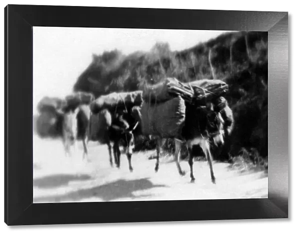 archival, black & white, blur, blurred, blurry, c, carrying, chile, donkeys, historical
