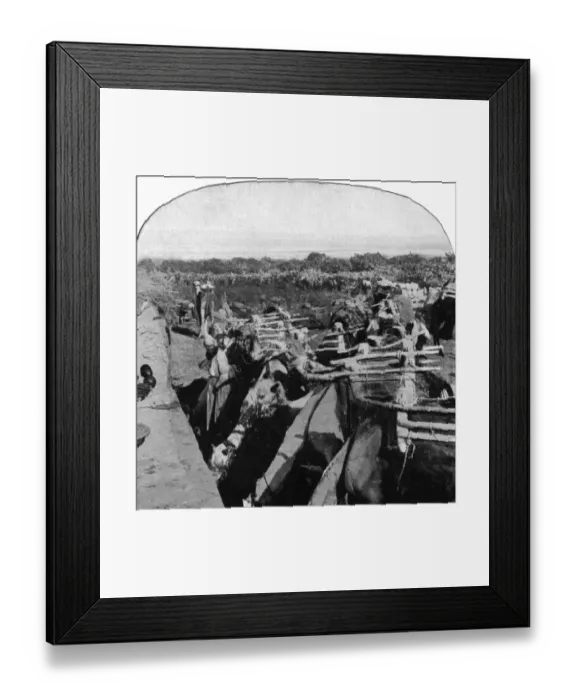 Framed Print : africa, archival, black, black & white, c, camels, cropped, desert, drinking, high angle view Framed Print : africa, archival, black, black & white, c, camels, cropped, desert, drinking, high angle view