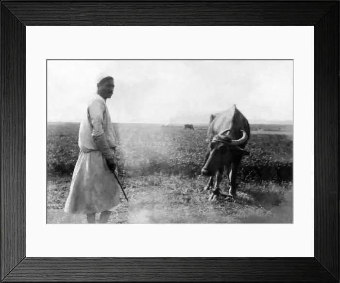 Framed Print : black & white, black + white, black and white, cattle, circa, cow, egyptian, field Framed Print : black & white, black + white, black and white, cattle, circa, cow, egyptian, field