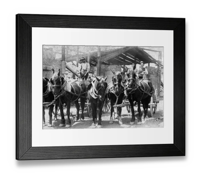 Framed Print : 521, adults, antique, black & white, carriages, caucasian, equines, group portrait Framed Print : 521, adults, antique, black & white, carriages, caucasian, equines, group portrait