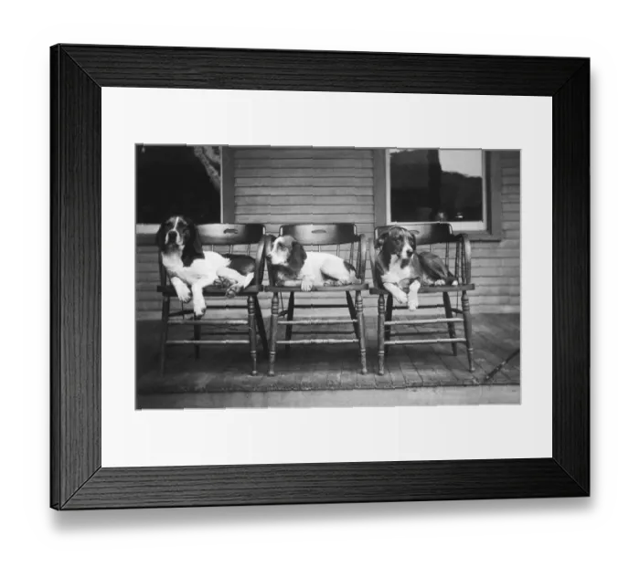Framed Print : Dogs in Chairs