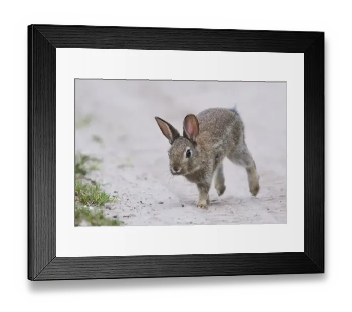 Framed Print : European rabbit (Oryctolagus cuniculus), young animal runs at the wayside, Emsland Framed Print : European rabbit (Oryctolagus cuniculus), young animal runs at the wayside, Emsland