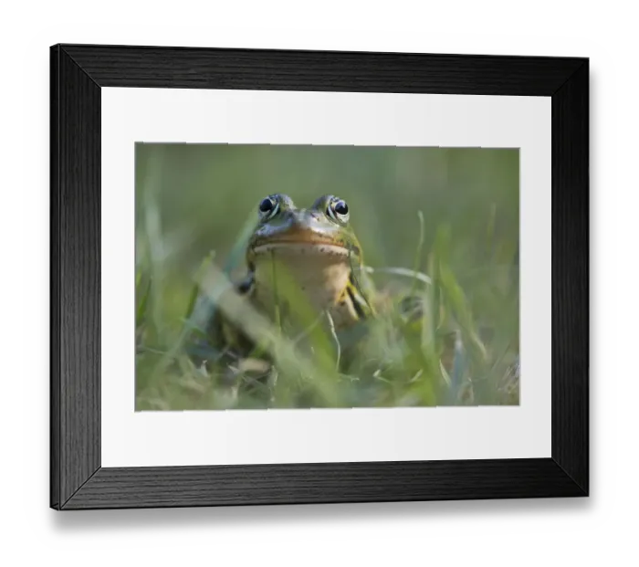 Framed Print : camouflaged, camouflaging, cropped, green, green frog, head shots, looks, natural environment Framed Print : camouflaged, camouflaging, cropped, green, green frog, head shots, looks, natural environment