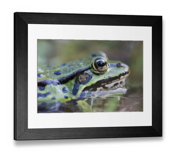 Framed Print : cropped, green, green frog, head shots, natural environment, water frog, waters, wildlife Framed Print : cropped, green, green frog, head shots, natural environment, water frog, waters, wildlife