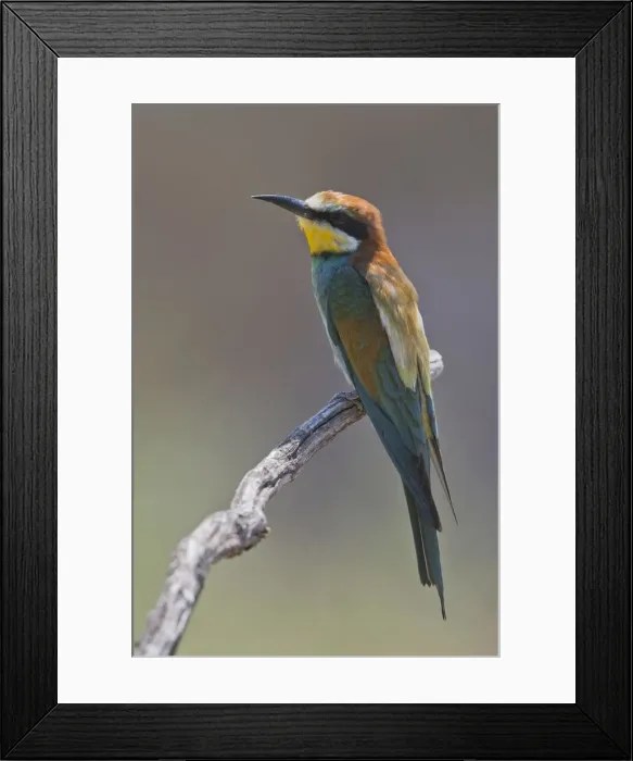Framed Print : Bee-eater (Merops apiaster), sits on a branch, Rhineland-Palatinate, Germany Framed Print : Bee-eater (Merops apiaster), sits on a branch, Rhineland-Palatinate, Germany