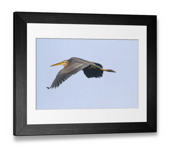 Framed Print : flight, in flight, natural environment, spreading out, wildlife, wing Framed Print : flight, in flight, natural environment, spreading out, wildlife, wing