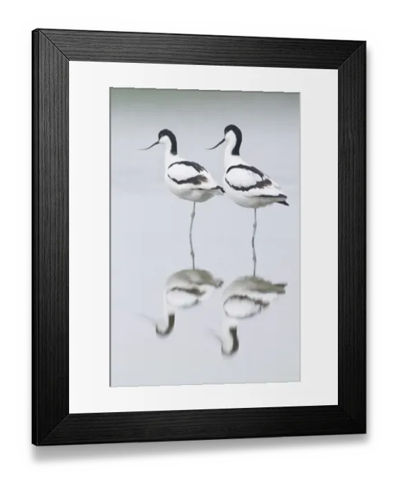 Framed Print : animals, avocets, birds, bodies, body, complete, daylight, daytime, entire, exterior Framed Print : animals, avocets, birds, bodies, body, complete, daylight, daytime, entire, exterior