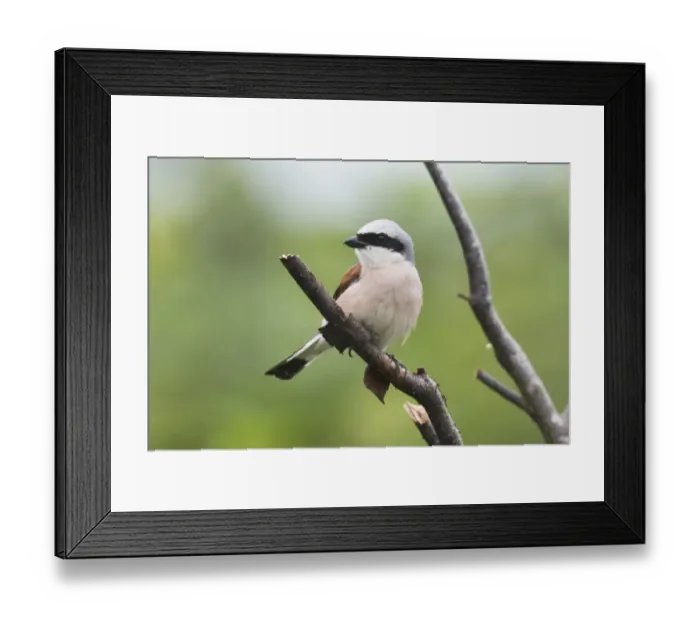 Framed Print : Red-backed shrike (Lanius collurio), male, sits on branch, Emsland, Lower Saxony, Germany