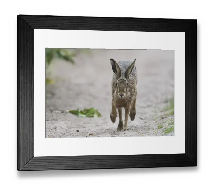 Framed Print : country lane, european hare, fleeing, lagomorpha, lepus europaeus, movement, natural environment