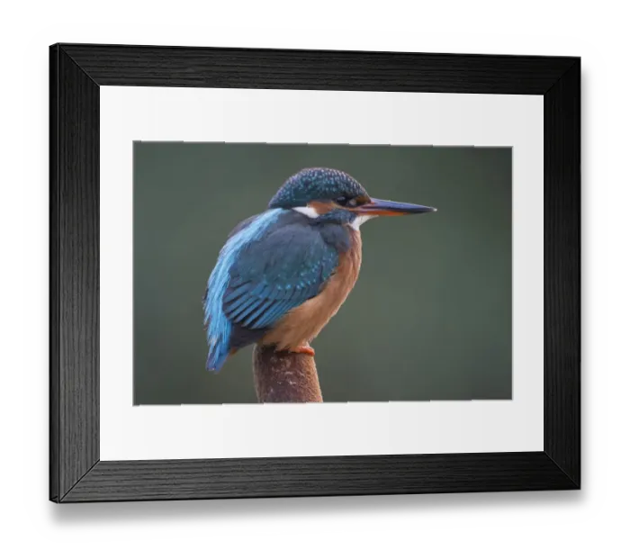 Framed Print : alcedo atthis, bird photography, colorful, coraciiformes, exterior views, looking out Framed Print : alcedo atthis, bird photography, colorful, coraciiformes, exterior views, looking out