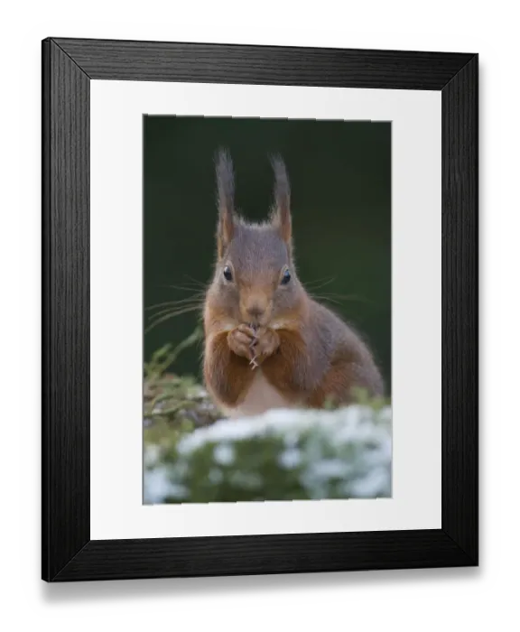 Framed Print : animal feed, exterior views, looks, natural environment, niedersachsen, northern germany