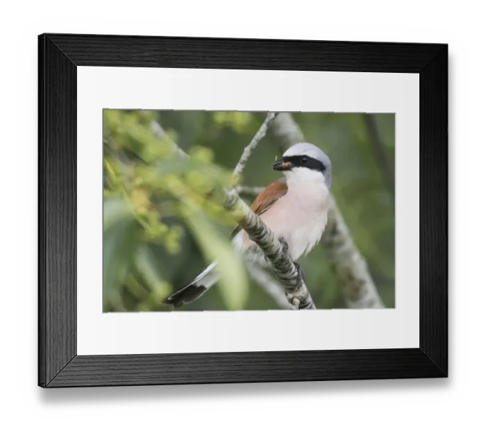 Framed Print : Red-backed shrike (Lanius collurio), sitting with food in his beak on a branch, Emsland Framed Print : Red-backed shrike (Lanius collurio), sitting with food in his beak on a branch, Emsland