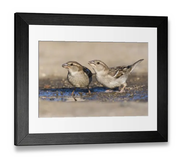 Framed Print : corse, couple, female, french, natural environment, passeridae, together, two, wildlife