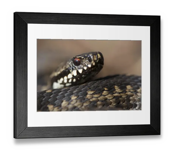 Framed Print : cropped, dark brown, detail, exterior views, head shots, natural environment, niedersachsen Framed Print : cropped, dark brown, detail, exterior views, head shots, natural environment, niedersachsen
