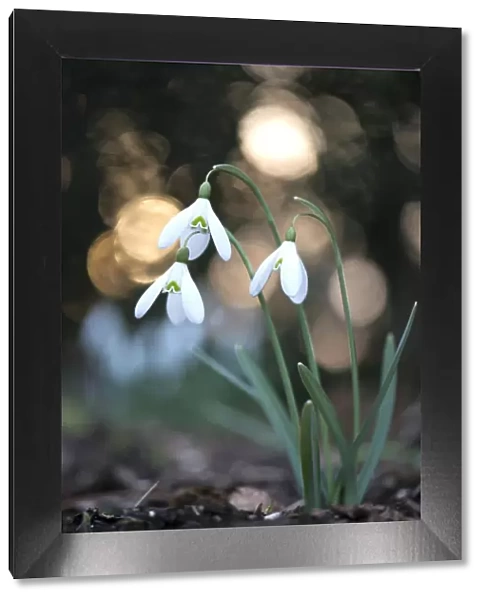 amaryllidaceae, blossoming, blurry, exterior views, niedersachsen, spring, white