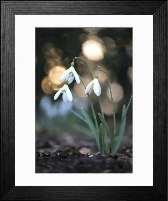 Framed Print : amaryllidaceae, blossoming, blurry, exterior views, niedersachsen, spring, white Framed Print : amaryllidaceae, blossoming, blurry, exterior views, niedersachsen, spring, white