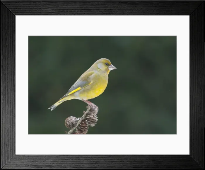 Framed Print : carduelis chloris, exterior views, looking out, niedersachsen, perch Framed Print : carduelis chloris, exterior views, looking out, niedersachsen, perch