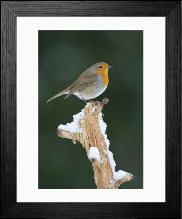 Framed Print : aves, exterior views, natural environment, niedersachsen, perch, wildlife, wintry Framed Print : aves, exterior views, natural environment, niedersachsen, perch, wildlife, wintry