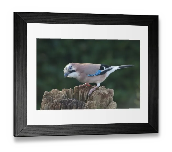 Framed Print : attention, attentive, aves, colorful, curious, detail, exterior views, multicolored Framed Print : attention, attentive, aves, colorful, curious, detail, exterior views, multicolored