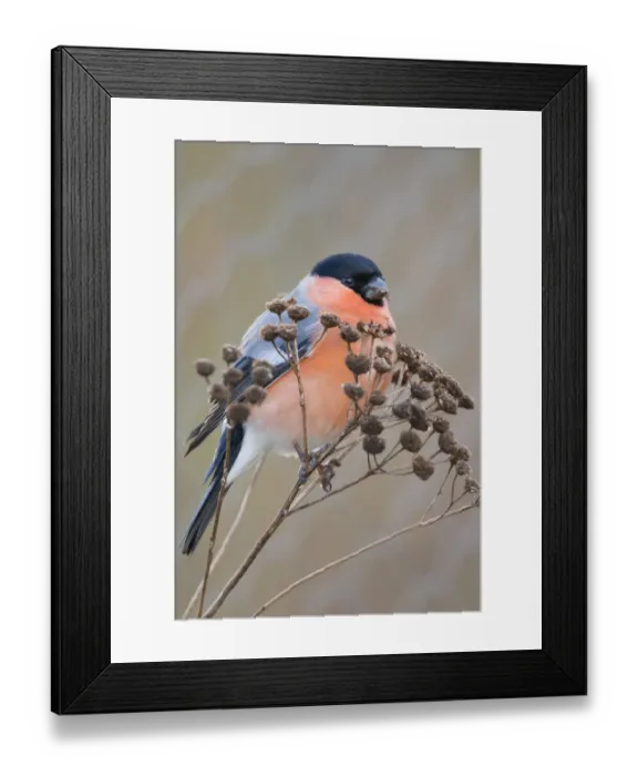 Framed Print : compact, cropped, detail, exterior views, male, natural environment, niedersachsen