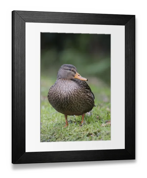 Framed Print : anas, exterior views, female, looking sideways, looks, mallard, natural environment Framed Print : anas, exterior views, female, looking sideways, looks, mallard, natural environment