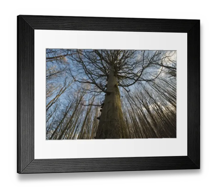 Framed Print : Beech forest, Common Beech trees (Fagus sylvatica), Jasmund National Park, Ruegen Framed Print : Beech forest, Common Beech trees (Fagus sylvatica), Jasmund National Park, Ruegen