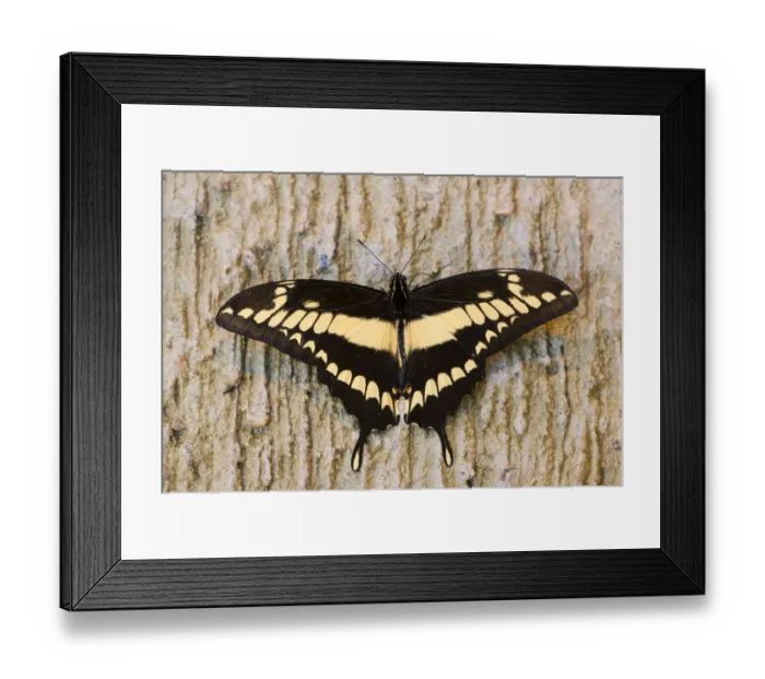 Framed Print : brush-footed butterfly, butterfly, captivity, natural environment, niedersachsen