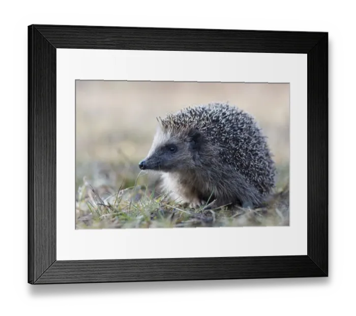 Framed Print : European hedgehog (Erinaceus europaeus), Emsland, Lower Saxony, Germany Framed Print : European hedgehog (Erinaceus europaeus), Emsland, Lower Saxony, Germany