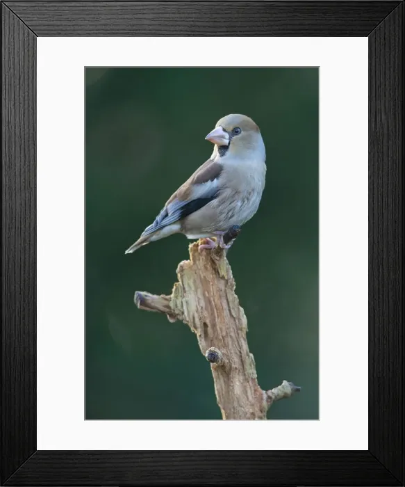 Framed Print : exterior views, looking out, natural environment, niedersachsen, perch, wildlife, wintry