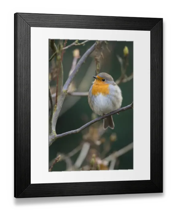 Framed Print : aves, cropped, detail, exterior views, head shots, natural environment, niedersachsen Framed Print : aves, cropped, detail, exterior views, head shots, natural environment, niedersachsen