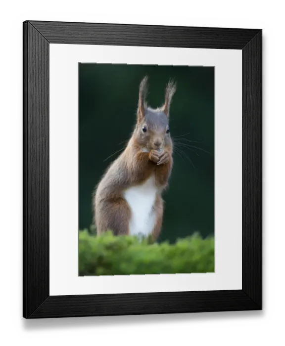 Framed Print : belly, cropped, detail, erect, exterior views, head shots, looks, natural environment