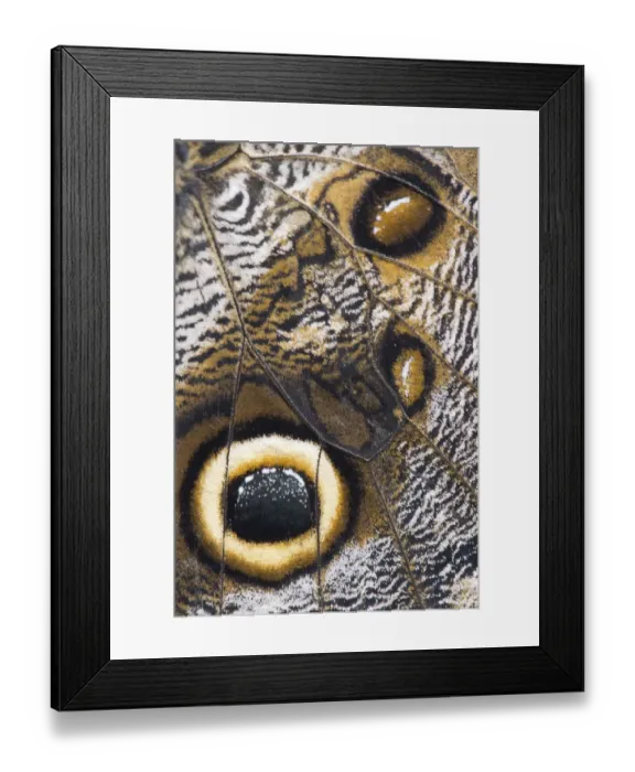 Framed Print : brush-footed butterfly, butterfly, captivity, detail, natural environment, niedersachsen Framed Print : brush-footed butterfly, butterfly, captivity, detail, natural environment, niedersachsen