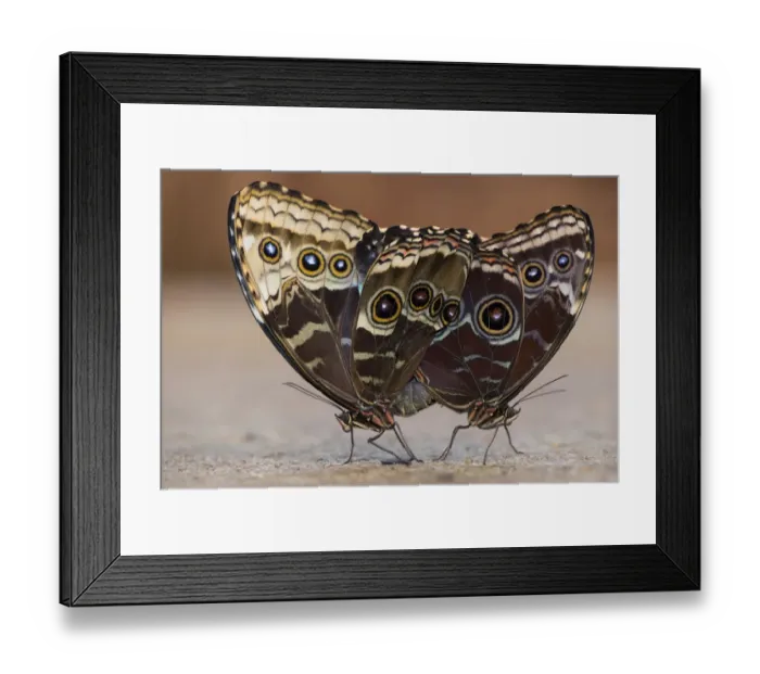 Framed Print : brush-footed butterfly, butterfly, captivity, couple, mating, natural environment Framed Print : brush-footed butterfly, butterfly, captivity, couple, mating, natural environment