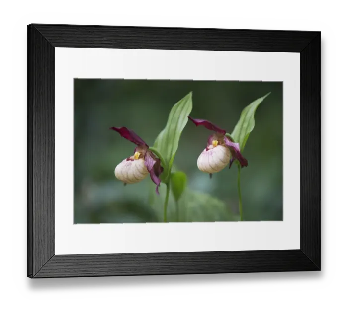 Framed Print : Ladys Slipper (Cypripedium Gisela ), Emsland, Lower Saxony, Germany Framed Print : Ladys Slipper (Cypripedium Gisela ), Emsland, Lower Saxony, Germany