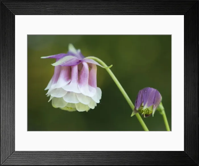 Framed Print : blossoming, columbine, delicate, exterior views, extreme close up, macro, niedersachsen