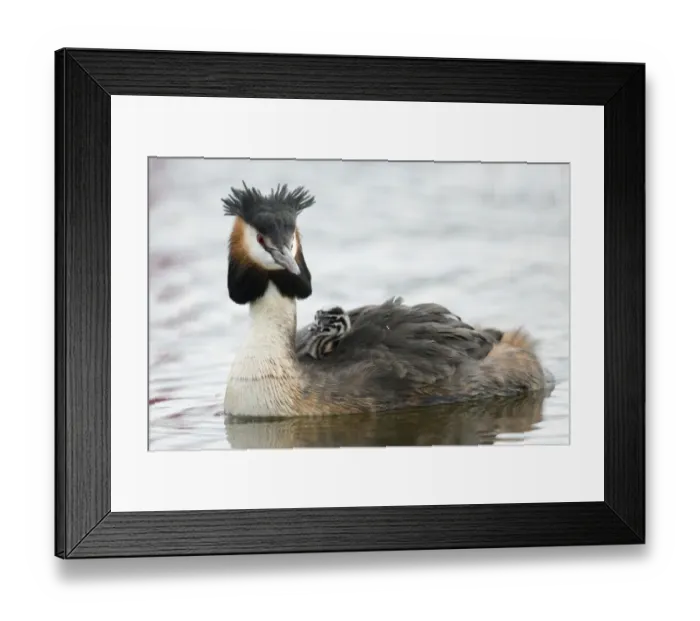 Framed Print : aves, caring, chick, exterior views, juvenile, little, natural environment, niedersachsen Framed Print : aves, caring, chick, exterior views, juvenile, little, natural environment, niedersachsen