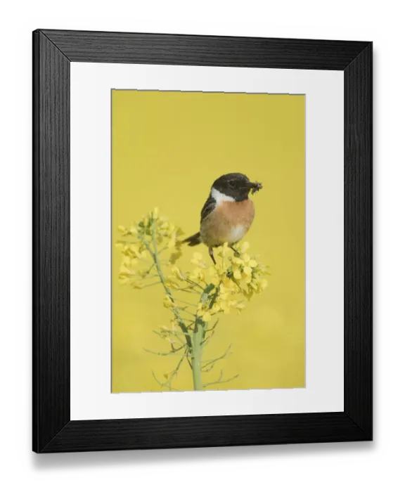 Framed Print : brassica napus, cultivate, cultivation, exterior views, male, natural environment Framed Print : brassica napus, cultivate, cultivation, exterior views, male, natural environment