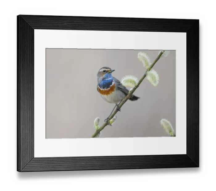 Framed Print : exterior views, natural environment, niedersachsen, perch, wildlife Framed Print : exterior views, natural environment, niedersachsen, perch, wildlife