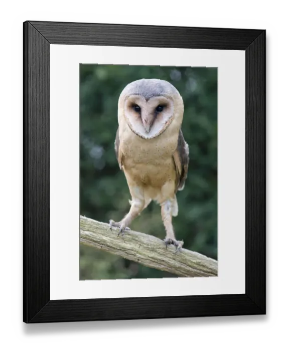 Framed Print : attentive, exterior views, looks, natural environment, niedersachsen, perch, tyto alba Framed Print : attentive, exterior views, looks, natural environment, niedersachsen, perch, tyto alba