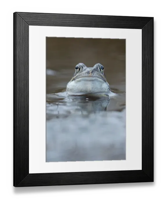 Framed Print : cropped, detail, exterior views, natural environment, niedersachsen, rural, waters Framed Print : cropped, detail, exterior views, natural environment, niedersachsen, rural, waters